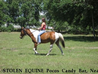 STOLEN EQUINE Pocos Candy Bar, Near Orlando, FL, 32824
